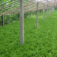 今年苗木便宜了龙柏.铺地柏.北京桧.蜀桧.侧柏.沙地柏、