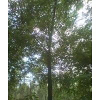 白蜡 北方白蜡 保定白蜡 白蜡基地