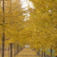 低价处理自家苗木银杏15-25CM,国槐10-20cm,法桐