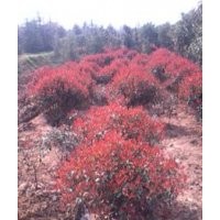 红叶石楠价格南京红叶石楠价格