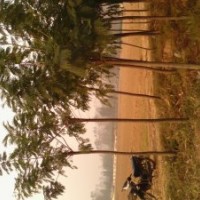 国槐树 速生国槐基地