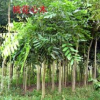 绿化苗木桃花心木-基地绿化苗木桃花心木