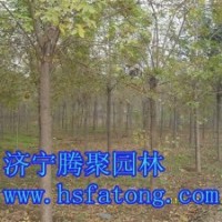 供9一15公分定干白蜡,10一20定干造型法桐