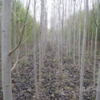 【供】椿树，毛白杨，柳树，107苗，榆树苗，国槐，白蜡合欢等