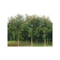 大广玉兰报价、广玉兰价格、南京沪宁苗木园艺场