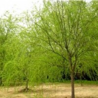 2012垂柳价格 垂柳小苗价格 速生柳价格