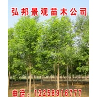 白蜡、速生白蜡2号、耐盐碱柽柳、国槐