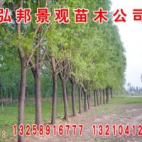 山东滨州特供:8-50公分山东白蜡/国槐、榆树、柳树