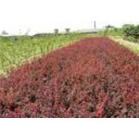 大叶黄杨 小叶黄杨 红叶小檗