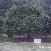 供应米径15公分以上八月桂