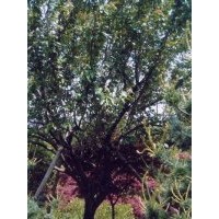 供应南京樱花价格 南京苗圃樱花价钱 南京樱花树南京樱花种植基地