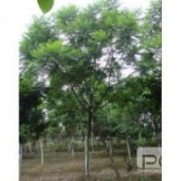 蓝花楹 成都蓝花楹容器苗 易成活 成都千蜀园林蓝花楹苗木