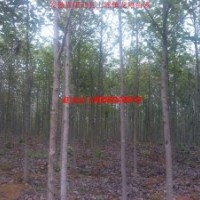 白玉兰、紫薇、香樟、乌桕、三角枫、桂花、红叶李、大叶女贞