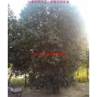 桂花、红叶李、大叶女贞、香樟、乌桕、三角枫、广玉兰