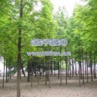 各种规格极品水杉