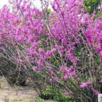 成都精品紫荆 成都苗木