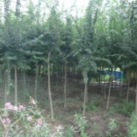 供应 三角枫 三角枫小苗50万 大规格三角枫