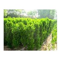 供应北海道黄杨