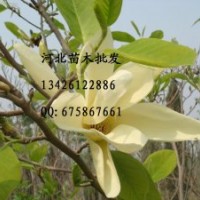 水杉批发 大量供应水杉 水杉哪里便宜 水杉 水杉价格 水杉基地 优