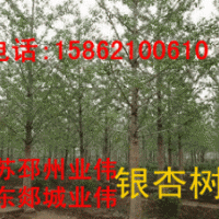 银杏树苗木销售 广玉兰,香樟