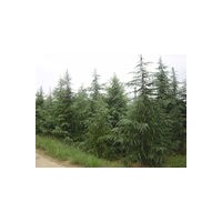 南京木林森苗圃场