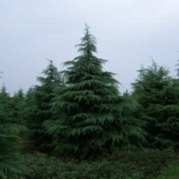 雪松农户价出售雪松价格,广玉兰供应,蜀桧出售