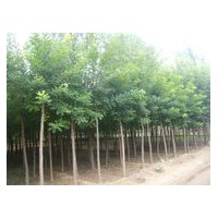 长期供应国槐、刺槐、杨树、柳树
