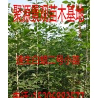 速生白蜡国槐柳树大小苗（半成品）专供