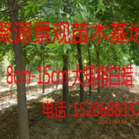 速生白腊 国槐 速生柳 合欢 法桐 臭椿 刺槐 枣树 榆树