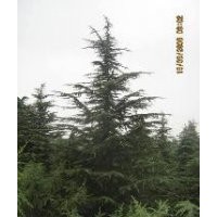 8米雪松价格，9米雪松价格，10米雪松价格
