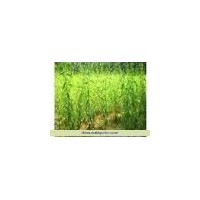 供应速生柳 河北速生柳 保定速生柳 柳树基地