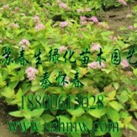 供应绣线菊，剑麻，草坪，连翘，玉兰，樱花，刺松，黄杨