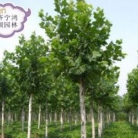 供法桐造型法桐 等各种法桐