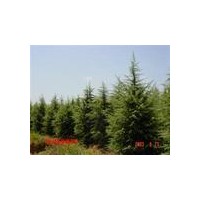 蜀桧价格-蜀桧图片-蜀桧小苗价格-年底蜀桧价格优惠