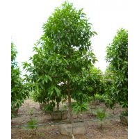 供应白玉兰 盆栽茉莉花 老人葵