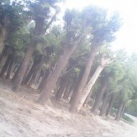 国槐树 13公分国槐树