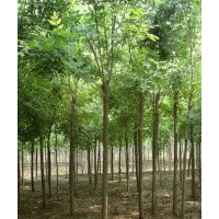 法桐、国槐、白蜡、南北栾树、垂柳、七叶树、大叶女贞、马褂木