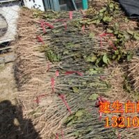 速生白蜡及小苗 3-8cm国槐 1-8cm速生柳