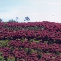 红枫产地、红枫价格、南京沪宁苗木园艺场