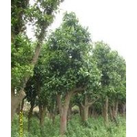 优惠香泡树价格尽在冰缘种植园林