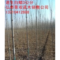 弘邦苗圃出售【速生白蜡-国槐】