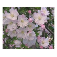 八棱海棠树 致富不用愁