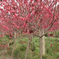 基地直销苦楝.碧桃.紫叶桃.樱花.垂柳.构树.银杏