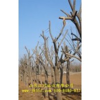 处理一批绿化树苗（法桐、白蜡、国槐）