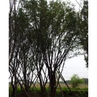 陕西西安蒙古栎，毛叶海棠