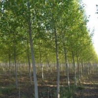 山西国槐苗，木瓜苗，毛白杨苗，皂角苗。