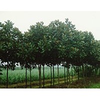 大量3-15cm广玉兰出售欢迎选购