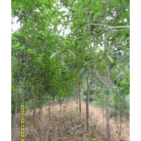 供应桂花桂花、罗汉松等苗木