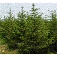 云杉 云杉 雪松