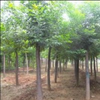 常年供应1-50新老法桐 白蜡 等各种绿化苗木